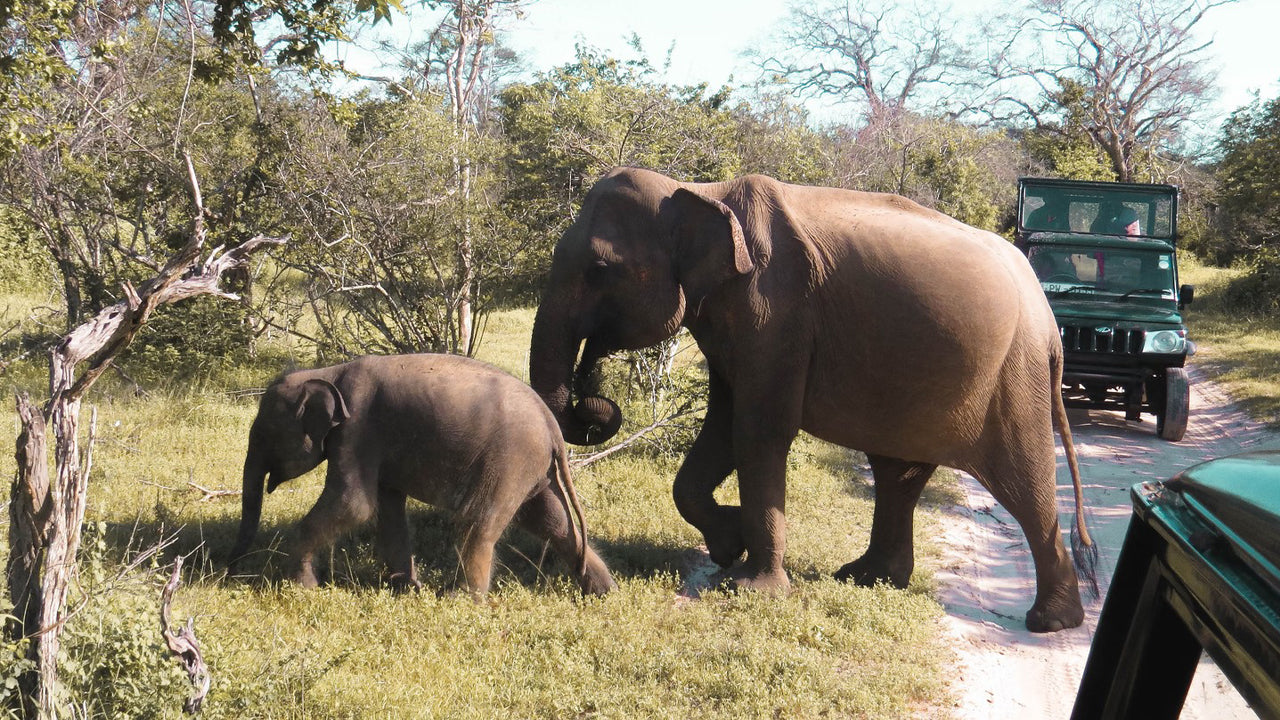 Safari privato nel Parco Nazionale di Yala