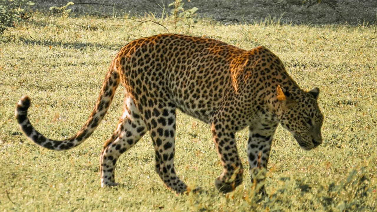 Safari privato nel Parco Nazionale di Yala