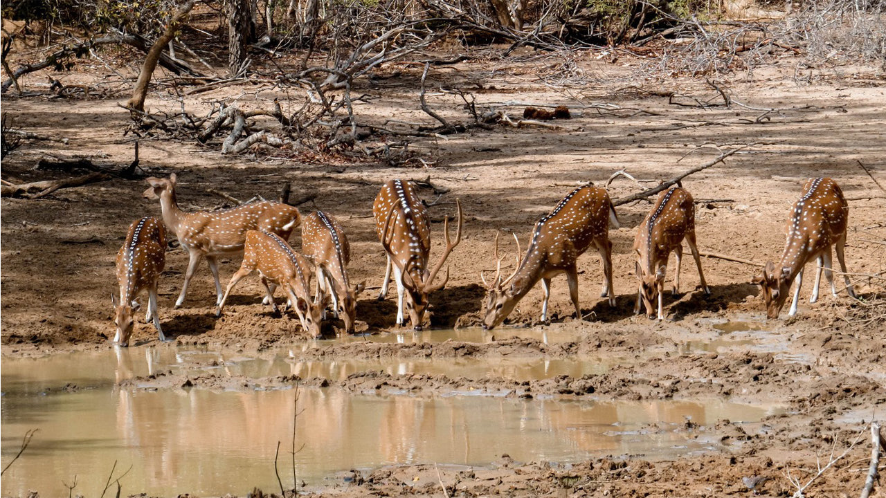 Safari privato nel Parco Nazionale di Yala