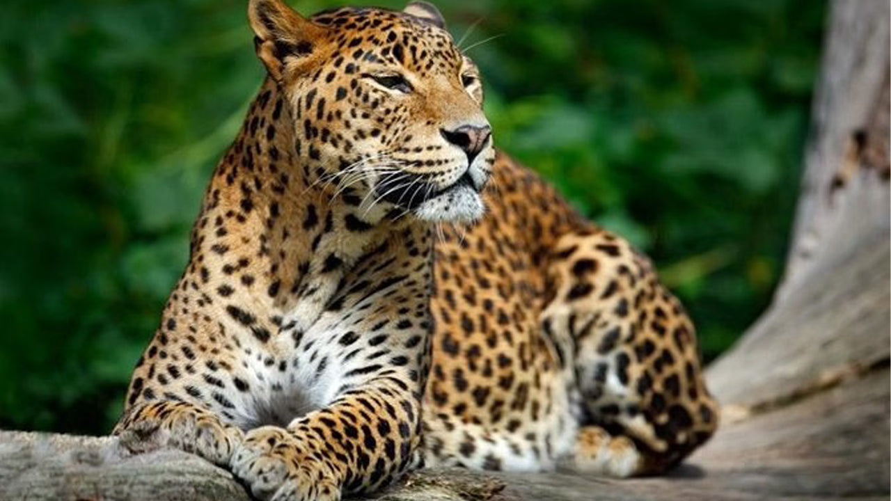 Safari privato nel Parco Nazionale di Yala
