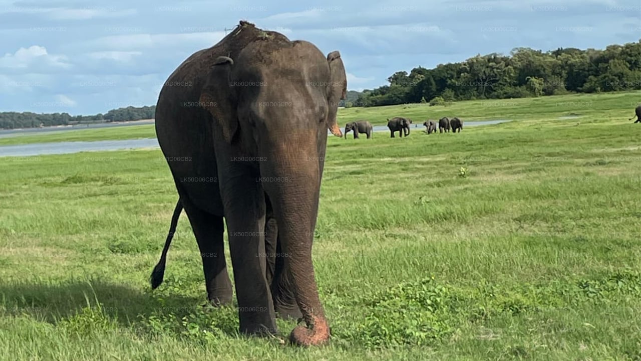 Safari privato nel Parco Nazionale di Kaudulla