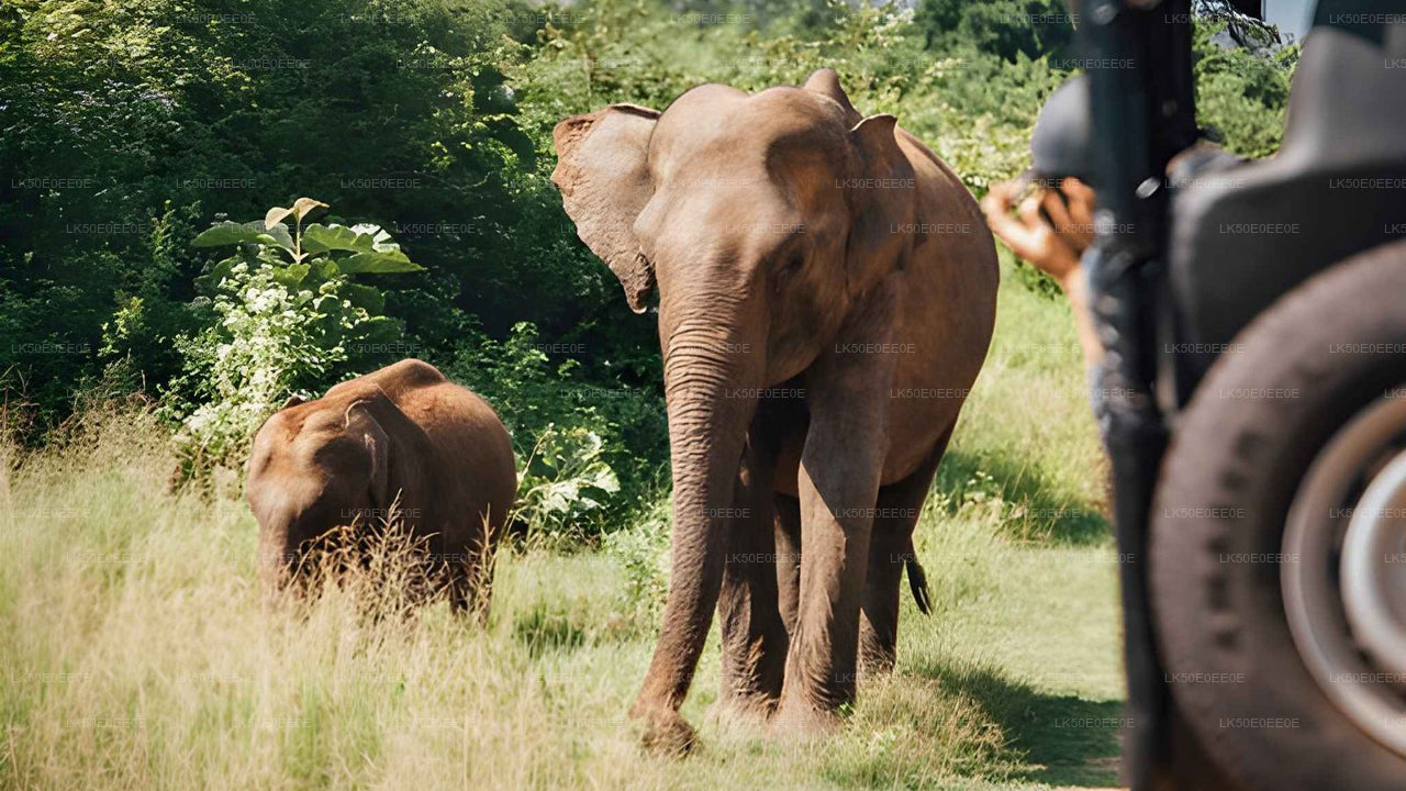 Safari privato al parco ecologico Hurulu
