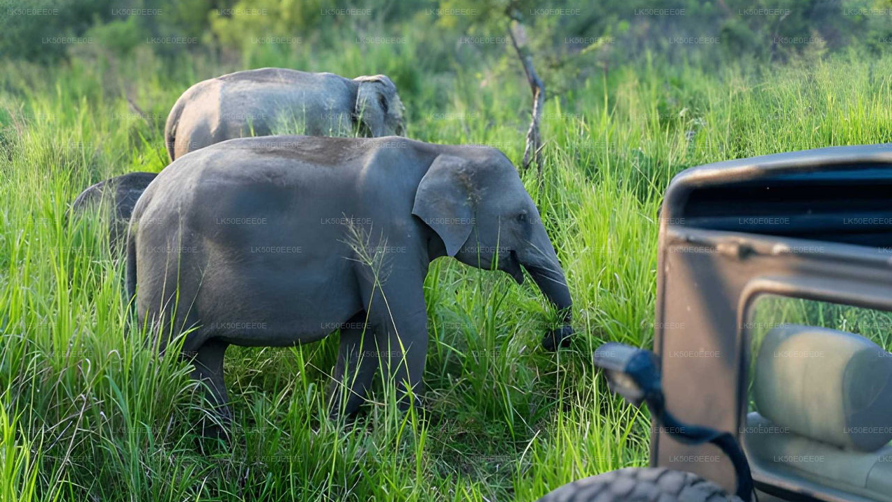 Safari privato al parco ecologico Hurulu