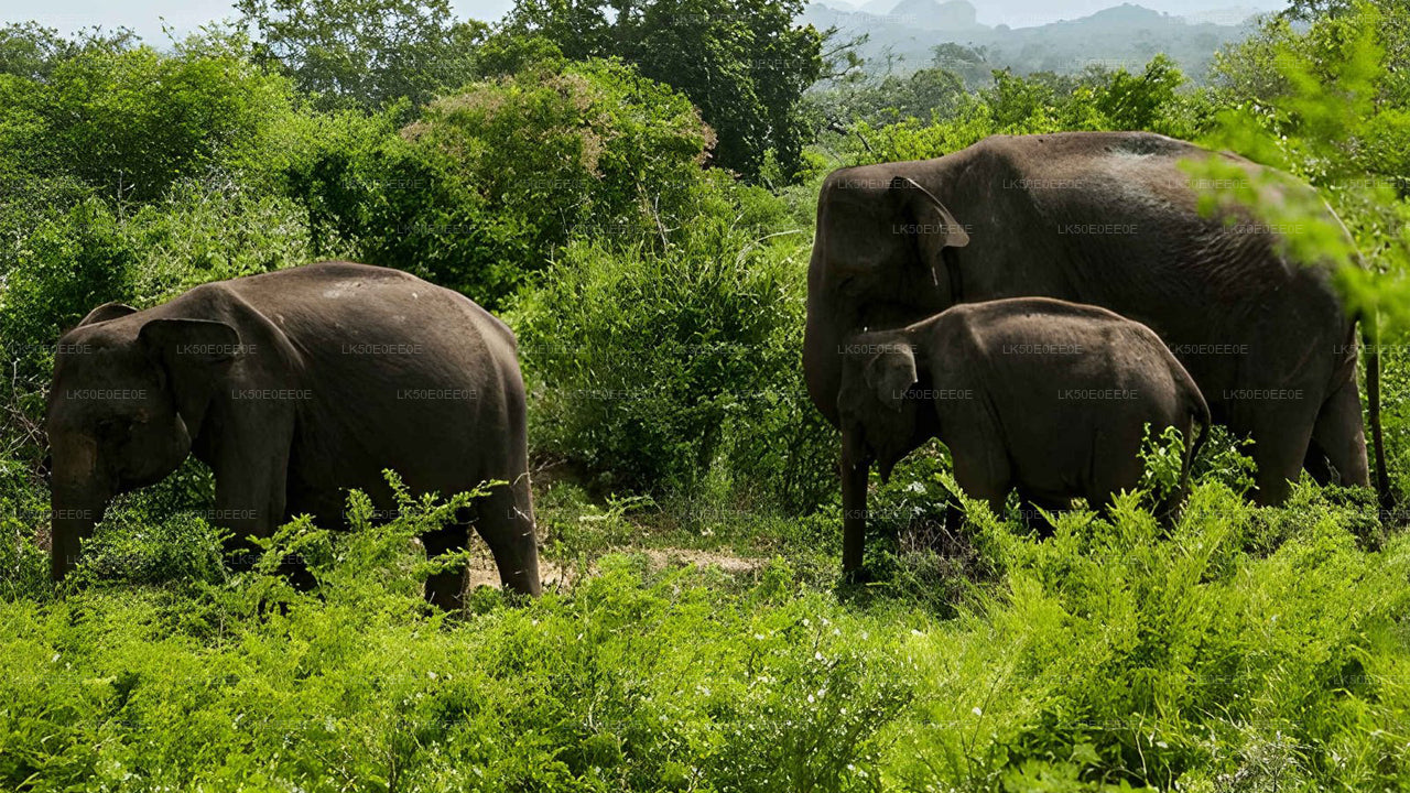 Safari privato al parco ecologico Hurulu