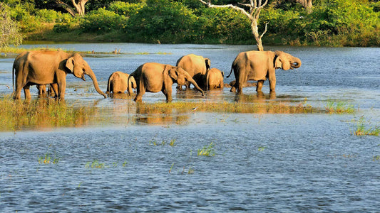 Safari privato nel parco nazionale di Bundala