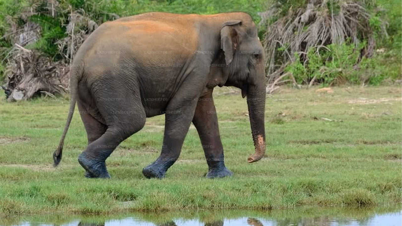 Safari privato nel parco nazionale di Bundala