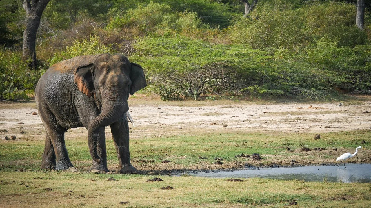 Safari privato nel parco nazionale di Bundala