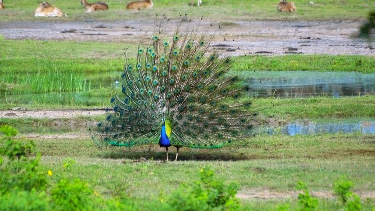 Safari privato nel parco nazionale di Bundala