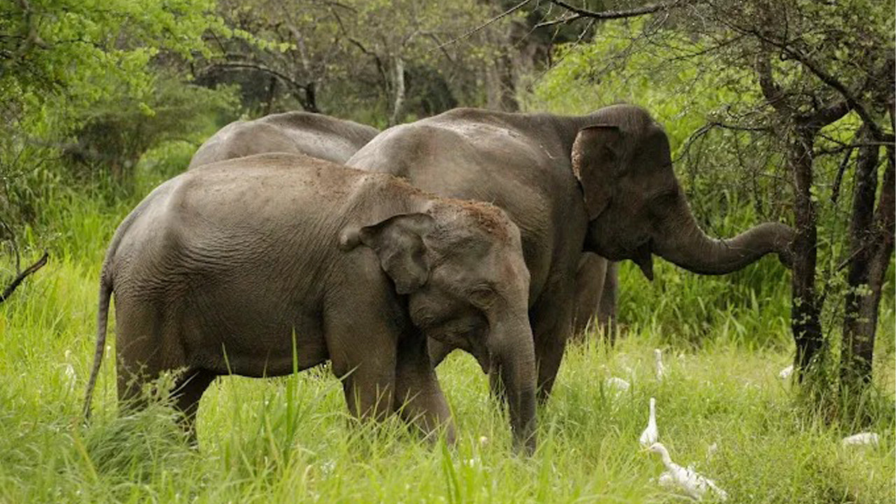 Safari privato nel Parco Nazionale del Wasgamuwa
