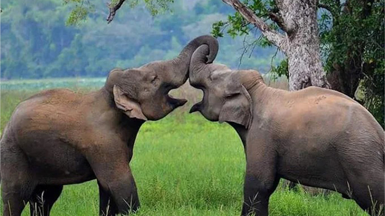 Safari privato nel Parco Nazionale del Wasgamuwa