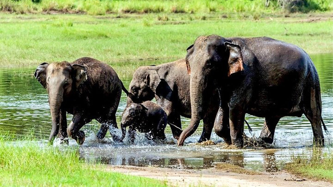 Safari privato nel Parco Nazionale del Wasgamuwa