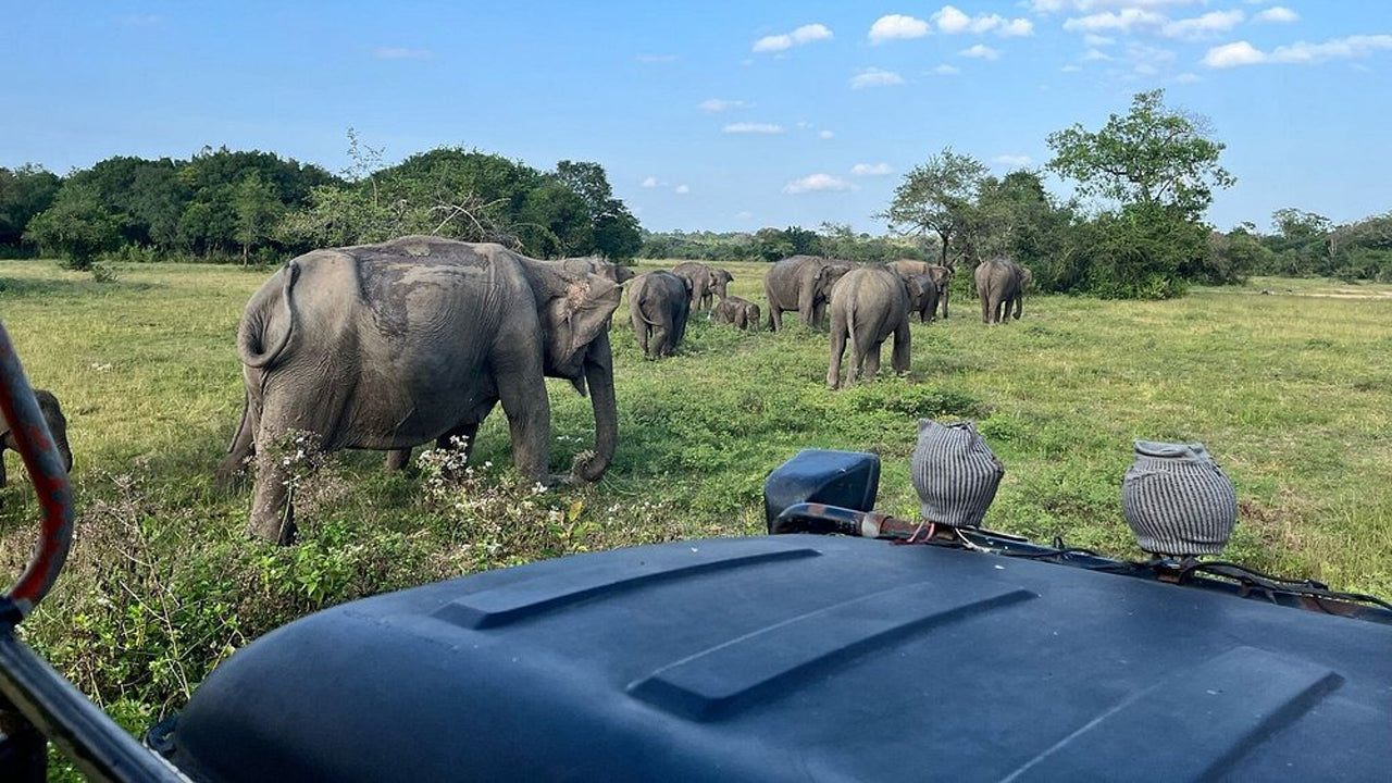Safari privato nel Parco Nazionale del Wasgamuwa