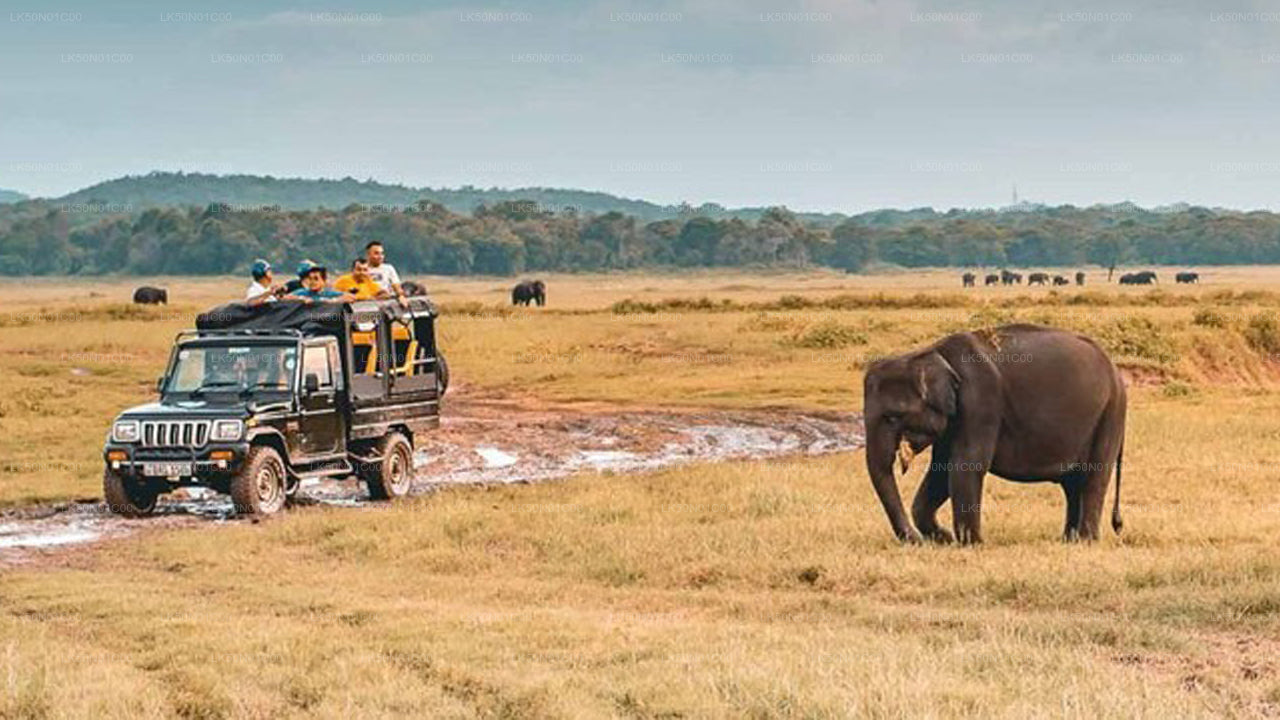 Safari privato con naturalista nel parco nazionale di Maduru Oya