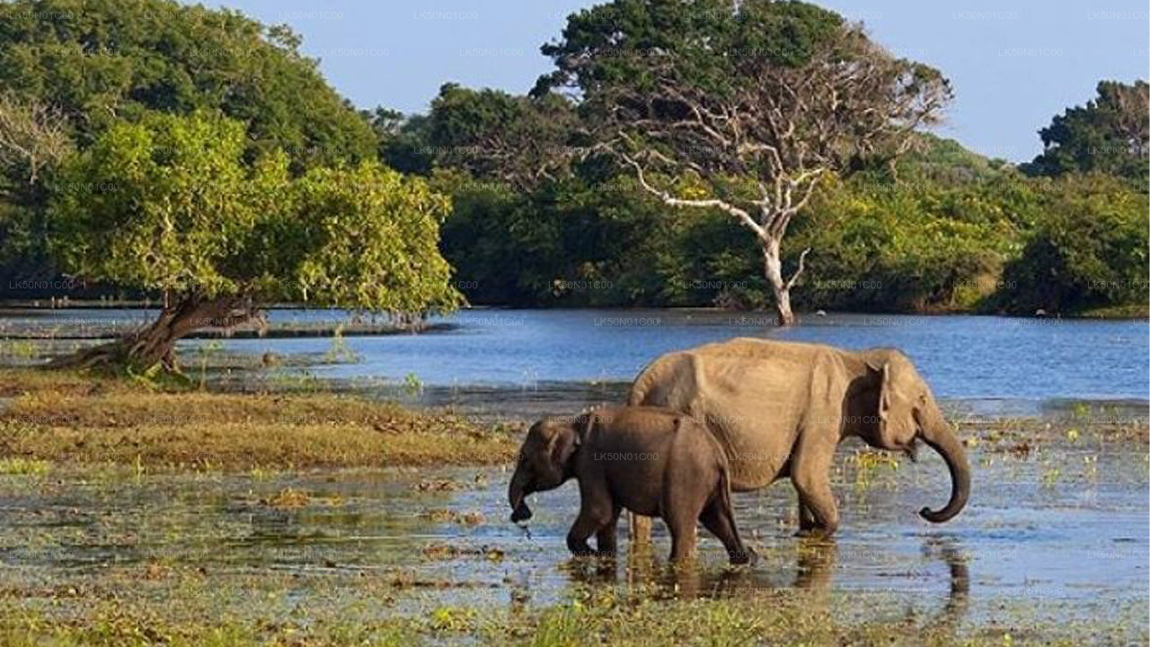 Safari privato con naturalista nel parco nazionale di Maduru Oya