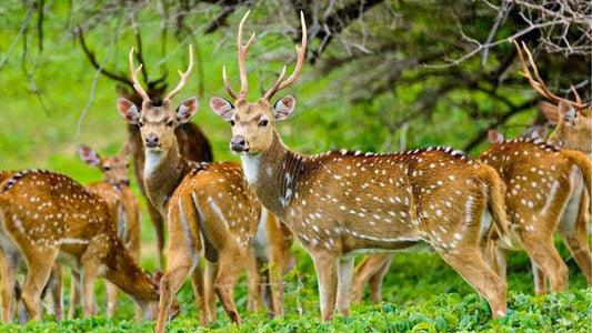 Safari privato con naturalista nel parco nazionale di Maduru Oya