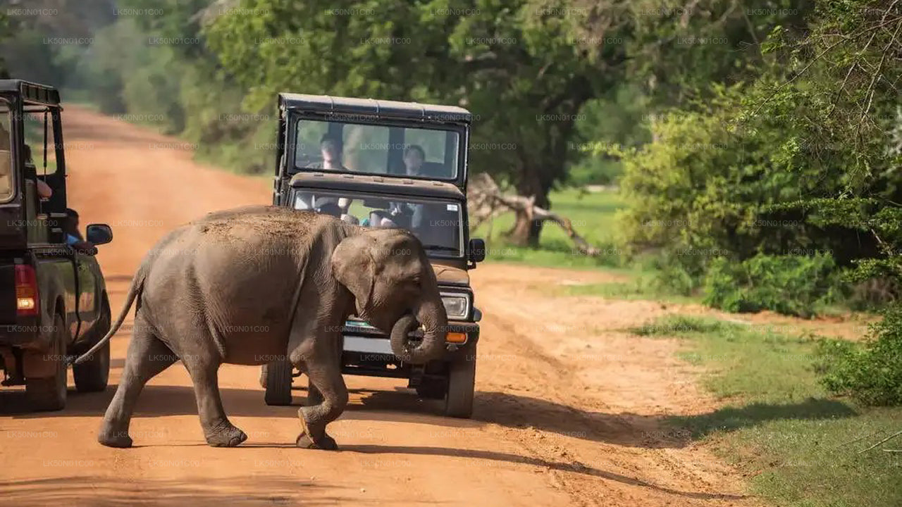 Safari privato con naturalista nel parco nazionale di Maduru Oya