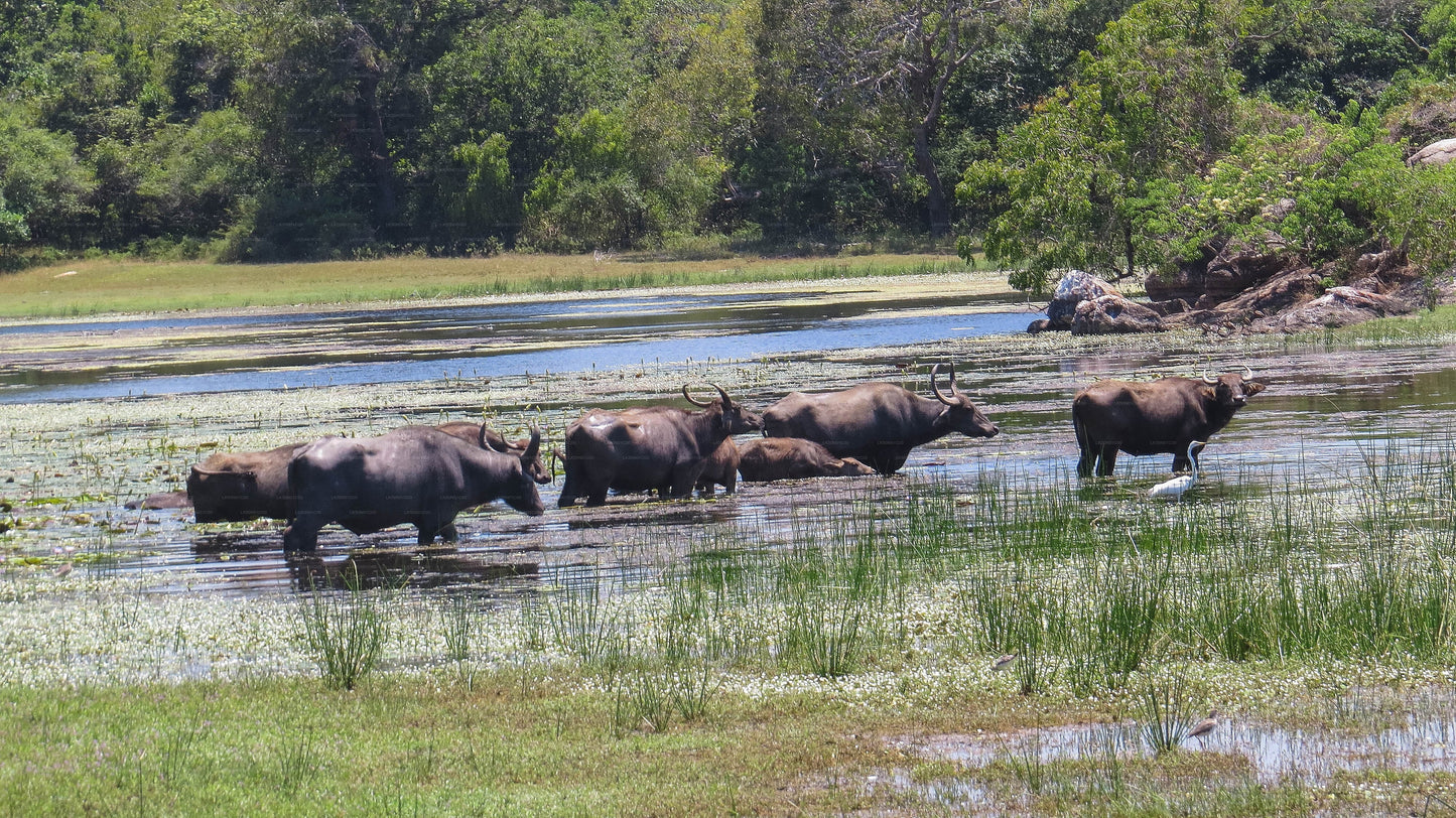 Safari privato con naturalista nel parco nazionale di Maduru Oya