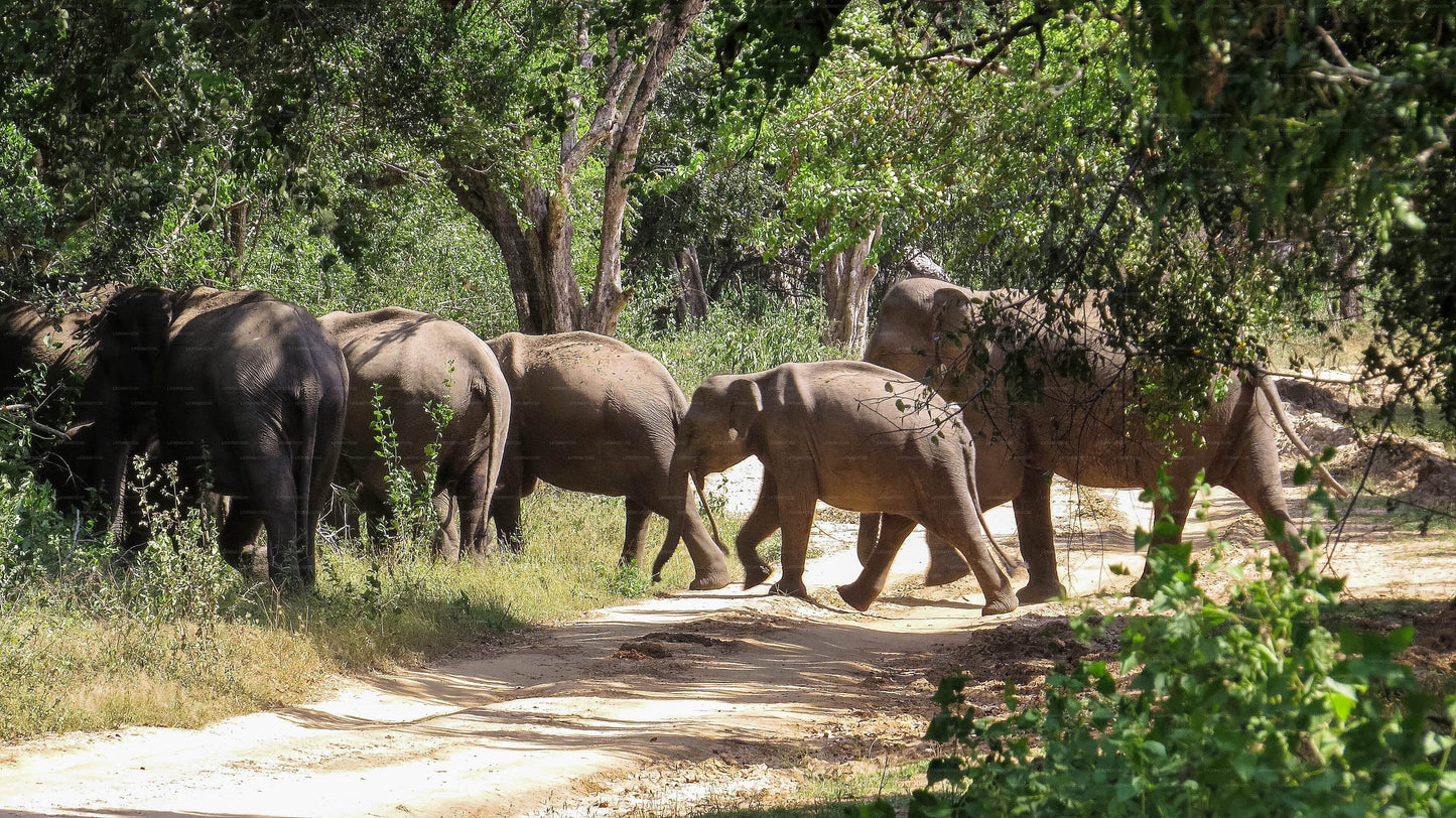 Safari privato con naturalista nel parco nazionale di Maduru Oya