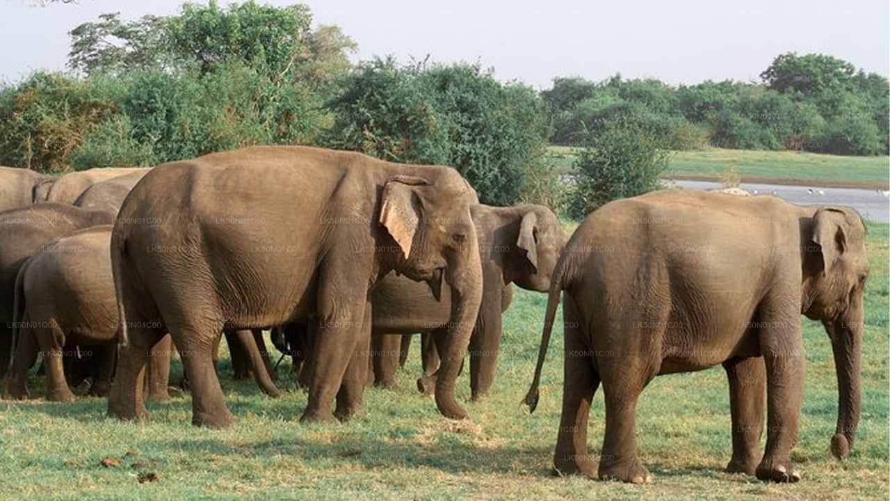 Safari privato con naturalista nel parco nazionale di Maduru Oya