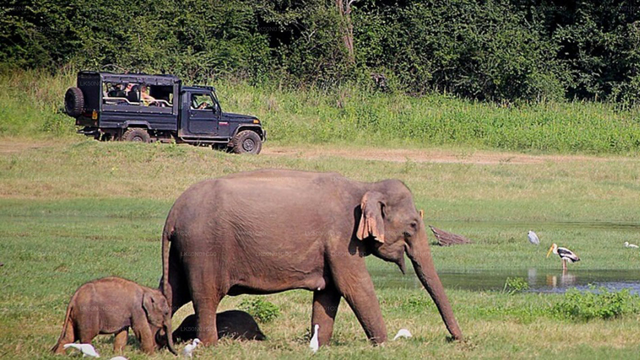Safari privato con naturalista nel parco nazionale di Maduru Oya