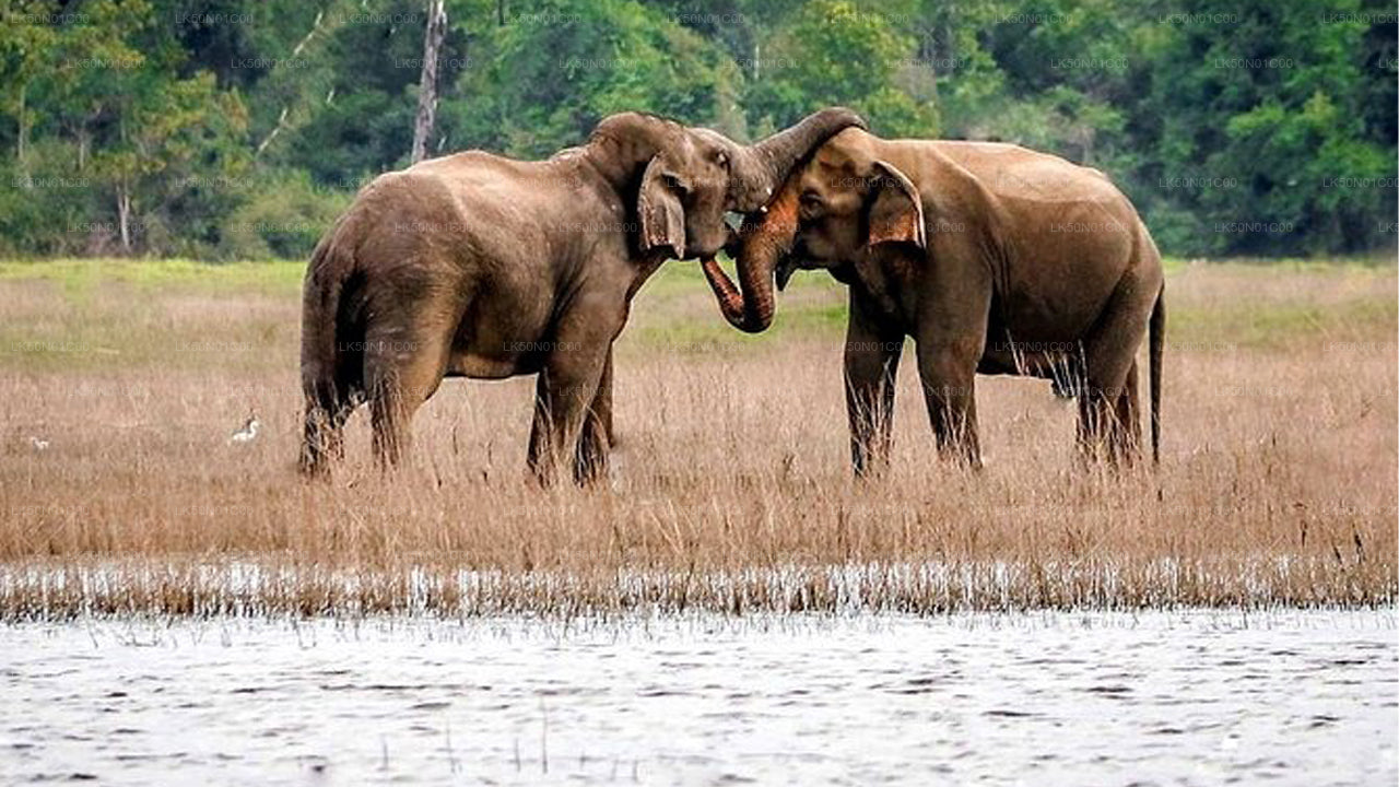 Safari privato con naturalista nel parco nazionale di Maduru Oya
