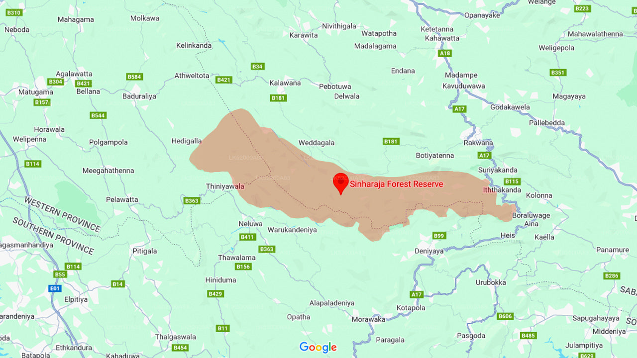 Loris Watching from Sinharaja Rainforest