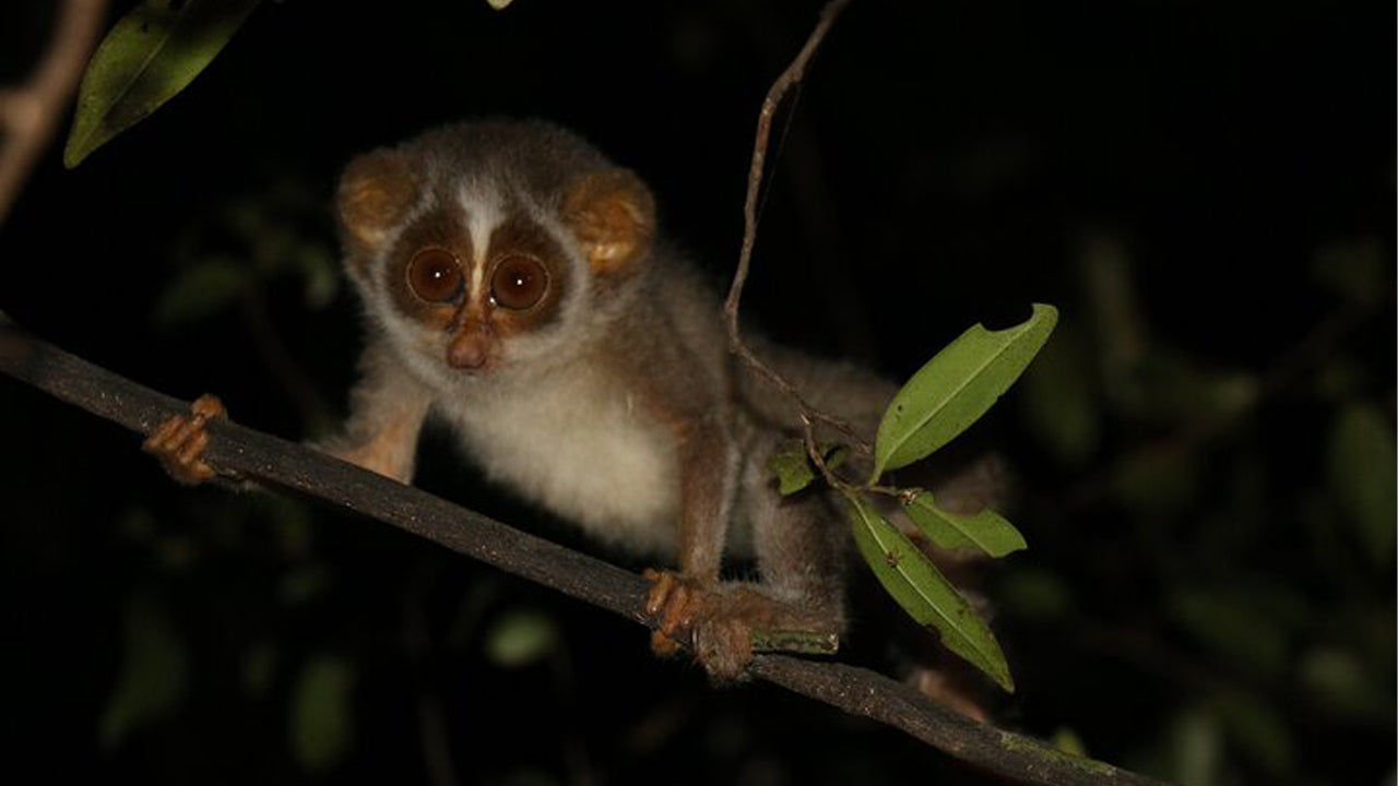 Guided Night Walk with Loris Watching from Wilpattu