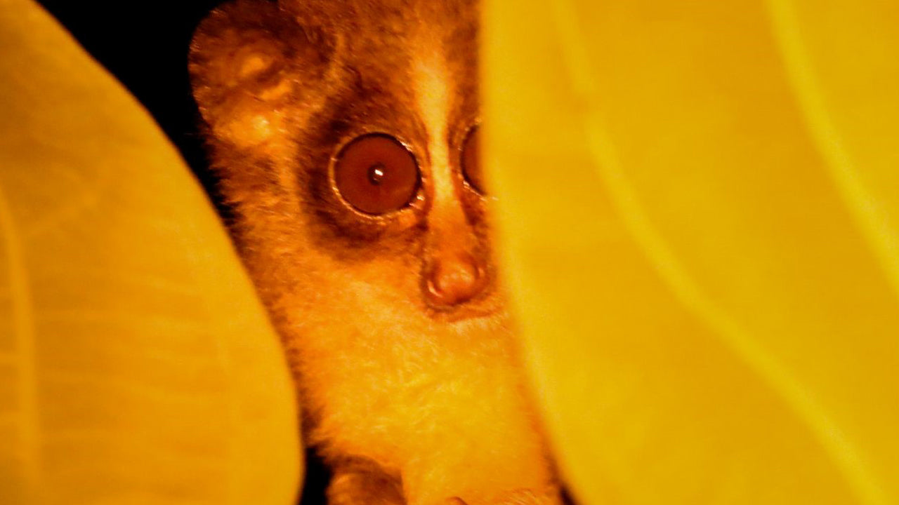 Guided Night Walk with Loris Watching from Wilpattu