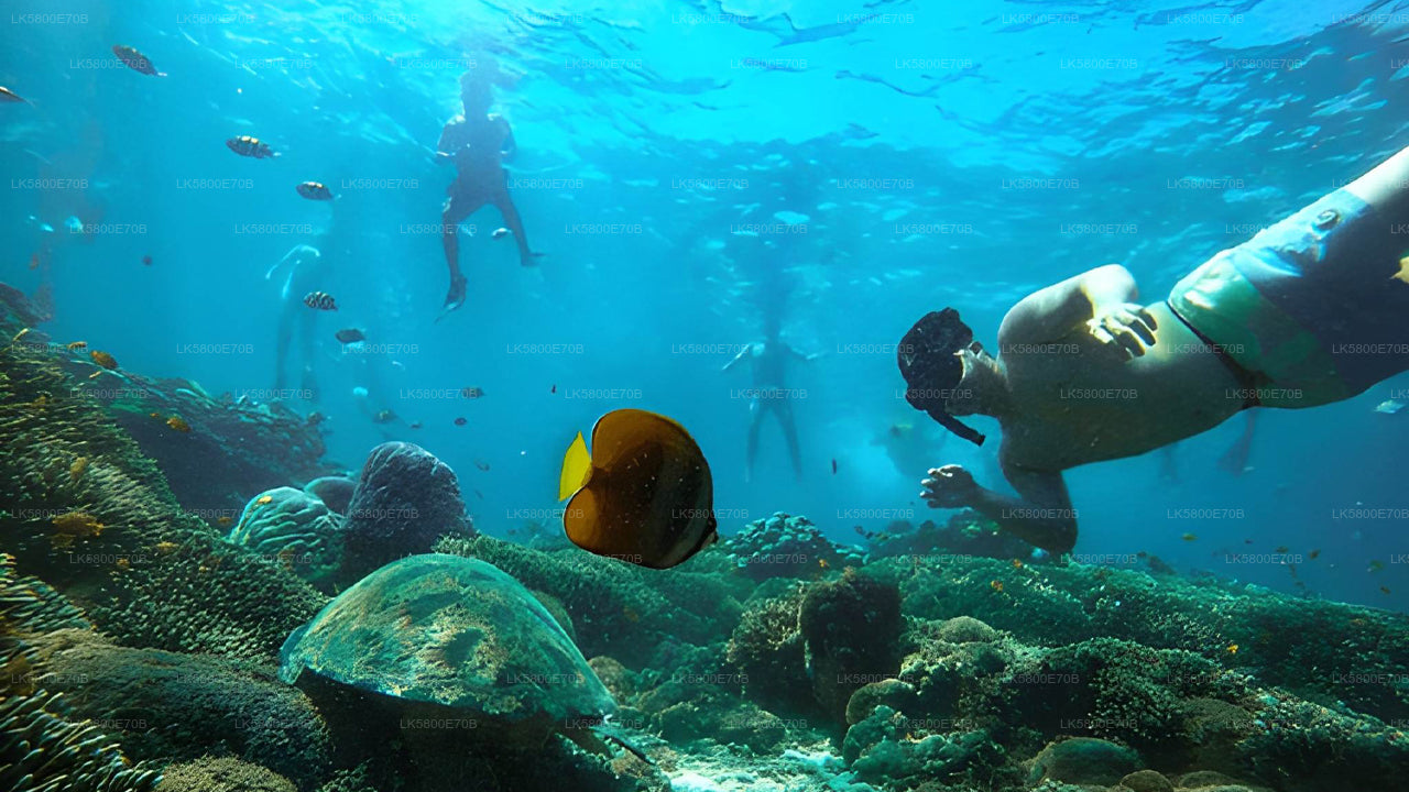 Snorkeling with Sea Turtles from Unawatuna