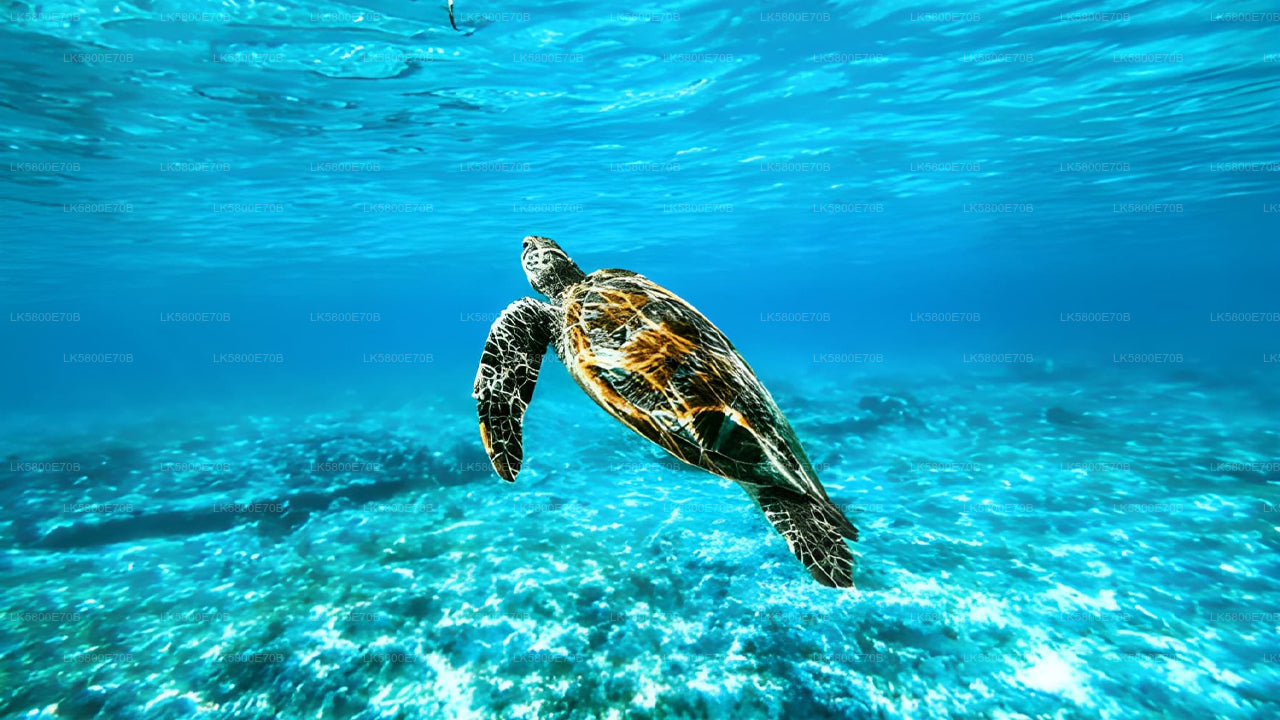 Snorkeling with Sea Turtles from Unawatuna