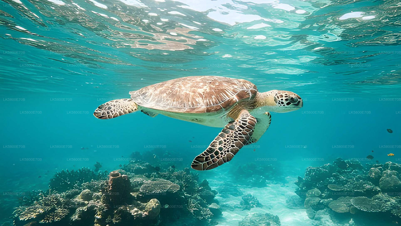 Snorkeling with Sea Turtles from Unawatuna