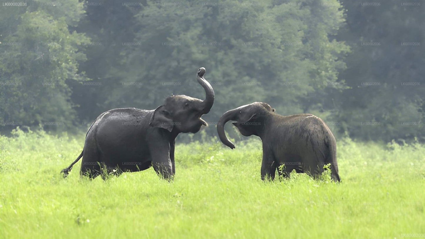 Private Tour from Ella to Ahangama with Udawalawe Safari