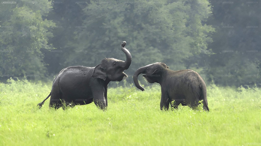 Private Tour from Ella to Ahangama with Udawalawe Safari