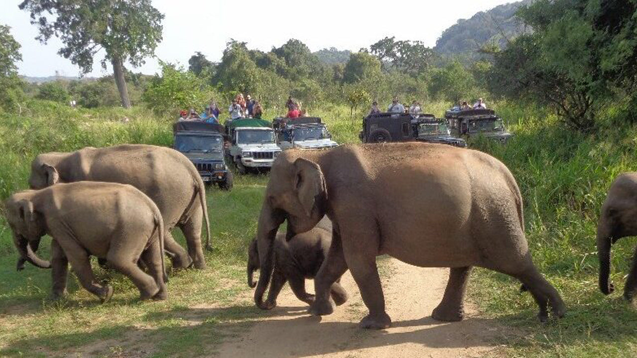 Gita di un giorno al safari all'Hurulu Eco Park da Pasikuda