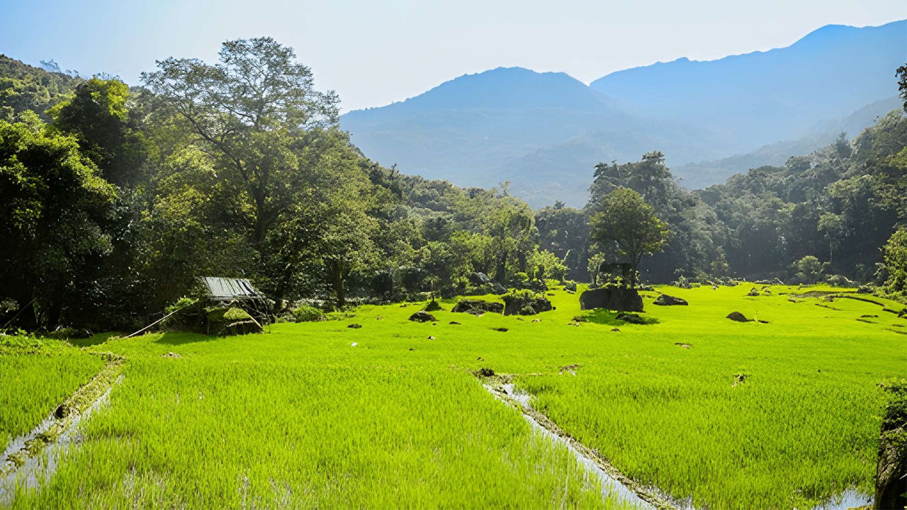 L'agricoltura dello Sri Lanka, la miniera di gemme e l'esperienza del villaggio di Ceylon 1850