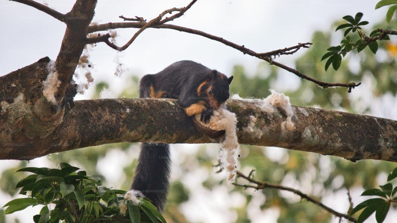 Sinharaja Rainforest Guided Tour from Kosgoda