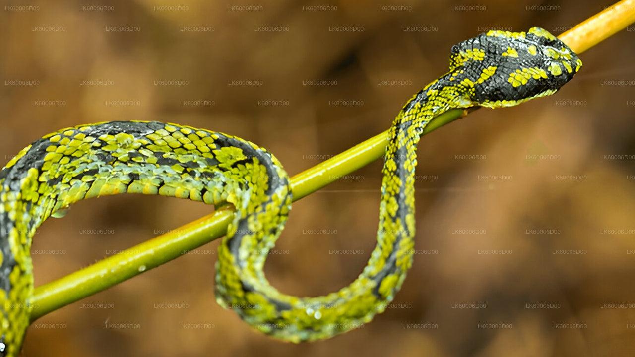 Sinharaja Rain Forest Trekking to the Lions Rock