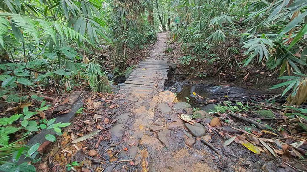 Escursione di un giorno nella foresta pluviale di Sinharaja da Ahangama