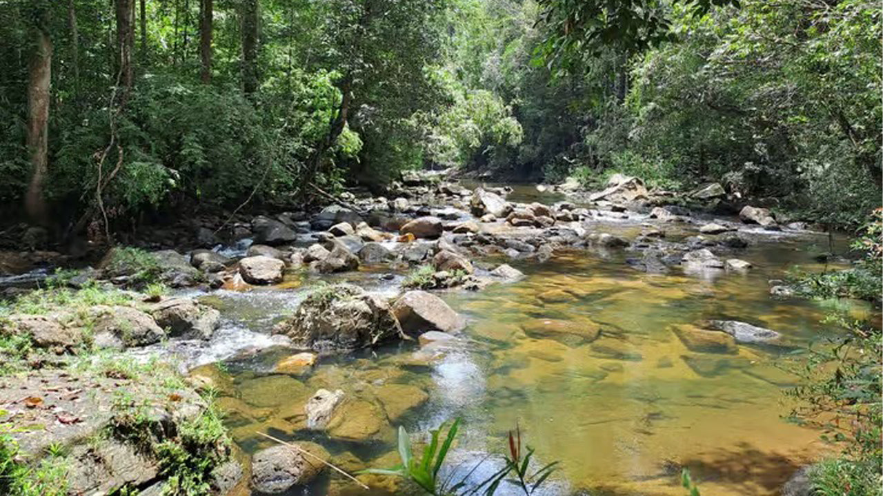 Escursione di un giorno nella foresta pluviale di Sinharaja da Ahangama