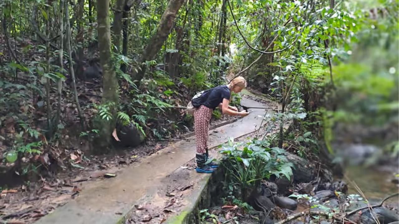 Escursione di un giorno nella foresta pluviale di Sinharaja da Ahangama
