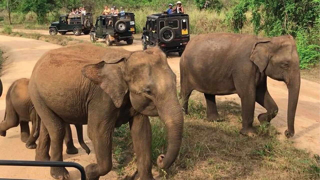 Polonnaruwa Heritage and Hurulu Eco Park Safari from Trincomalee