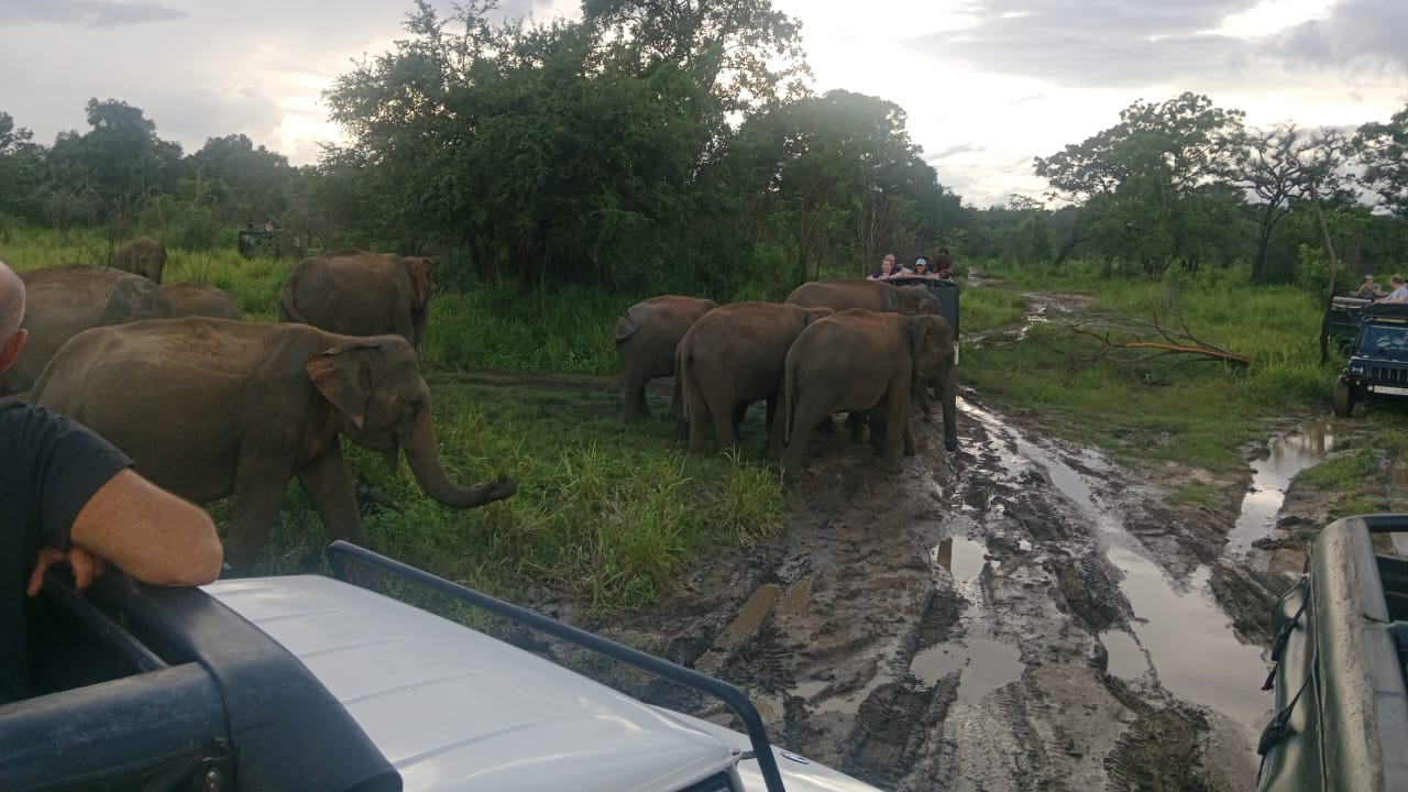 Polonnaruwa Heritage e Hurulu Eco Park Safari da Pasikuda
