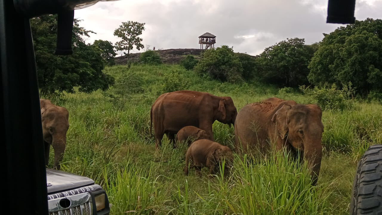 Polonnaruwa Heritage e Hurulu Eco Park Safari da Pasikuda