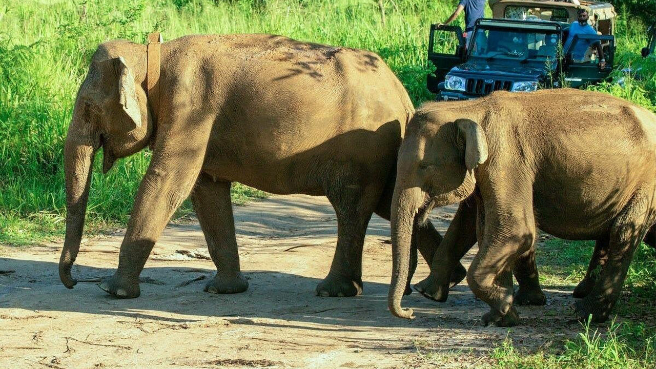 Polonnaruwa Heritage e Hurulu Eco Park Safari da Pasikuda