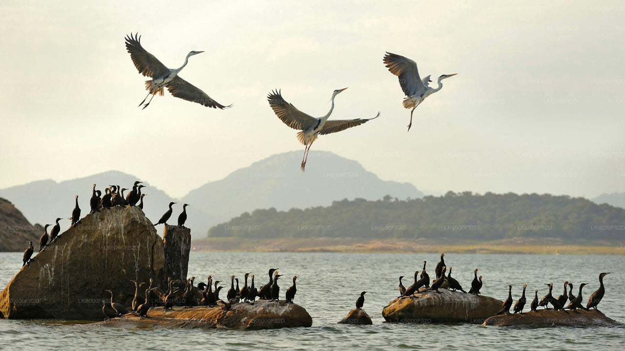 Camping Experience in Gal Oya (3 Days)