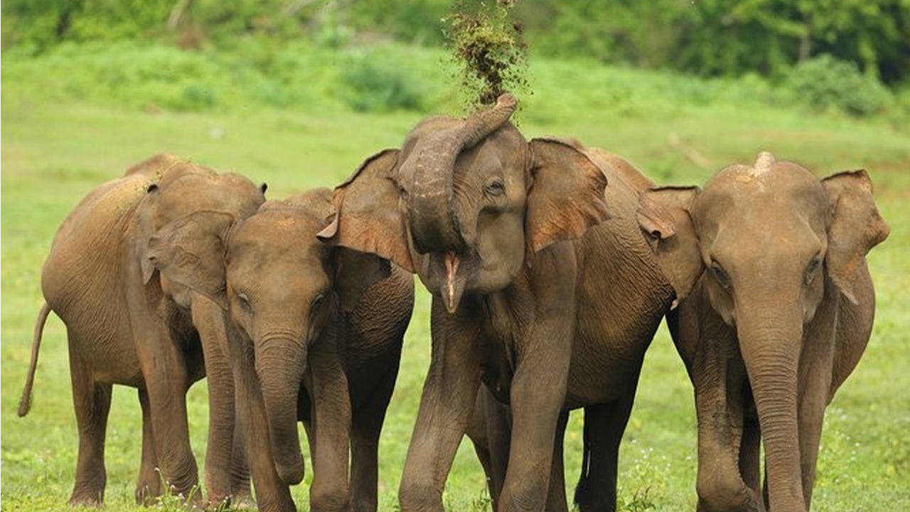 Safari nel Parco Nazionale Udawalawe da Ahangama