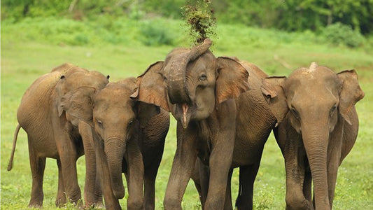Safari nel Parco Nazionale Udawalawe da Ahangama