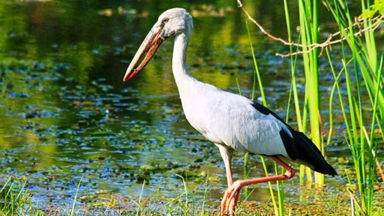Safari nel Parco Nazionale Udawalawe da Ahangama