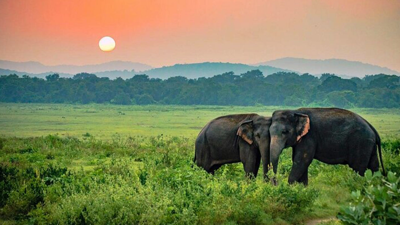 Safari nel Parco Nazionale Udawalawe da Ahangama