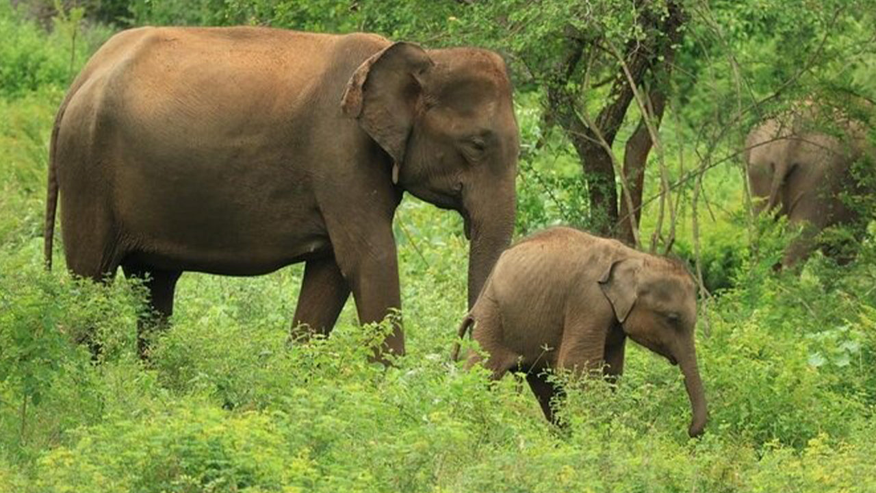 Safari nel Parco Nazionale Udawalawe da Ahangama